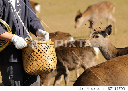 Deer in Nara Park get acorns by deer gathering 87134703