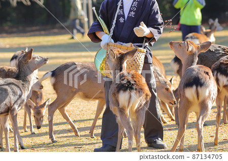 Deer in Nara Park get acorns by deer gathering Deer in Nara Park get acorns by deer gathering 87134705