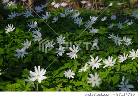 Flocking Kikuzaichige 87134750