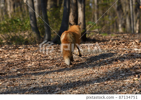 Back view of the fox 87134751