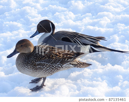 冬鳥候鳥鴨 87135461