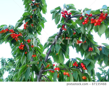 Cherry cherry 87135488