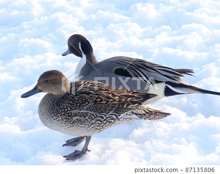 Winter bird migratory bird duck couple 87135806