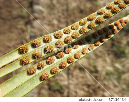 The back of the leaves of Noxinobu (eave shinobi) that grows on the bark 87136484