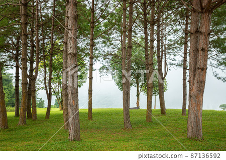 Pine trees, green lawn and mist 87136592