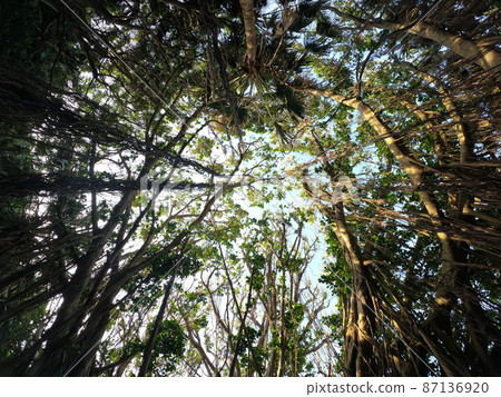 Banyan tree and ivy at Cape Sata Observatory 87136920