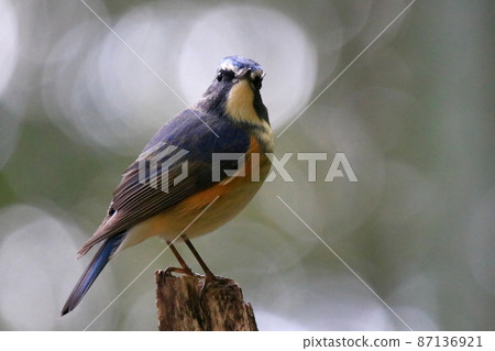 Ruribitaki Ruribitaki 87136921
