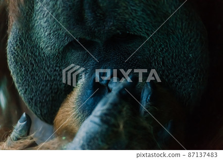 Bornean old big orangutan, pongo pygmaeus, detail head male 87137483