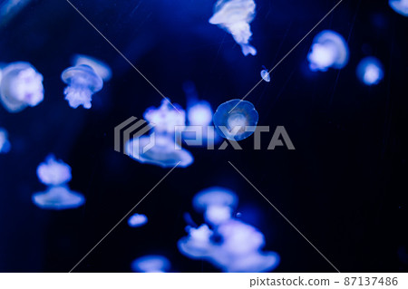 Jellyfish on a blue background from Aquarium in Prague. Jellyfish on a blue background from Aquarium in Prague. 87137486