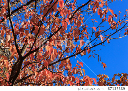 The trees that make autumn leaves The trees that make autumn leaves 87137889