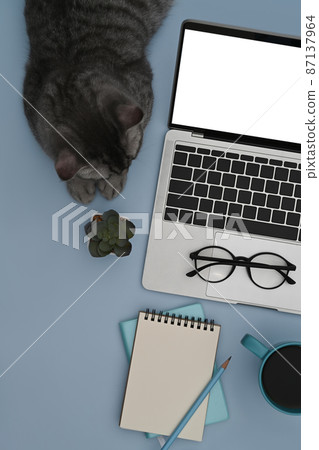 Cute cat lying on blue background with computer laptop and notebook. Cute cat lying on blue background with computer laptop and notebook. 87137964