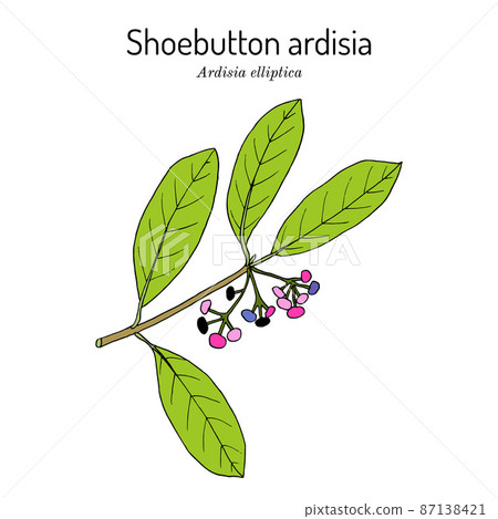 Shoebutton Ardisia, or ducks-eyes (Ardisia elliptica), medicinal, ornamental and edible plant. 87138421