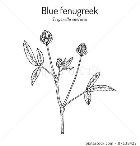 Blue fenugreek or utskho suneli (Trigonella caerulea), medicinal and edible plant 87138422