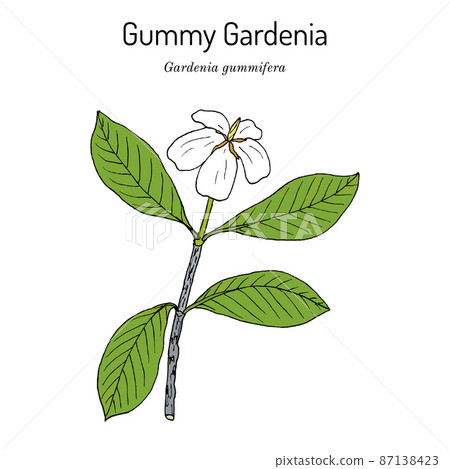 Gummy gardenia (Gardenia gummifera), medicinal plant 87138423
