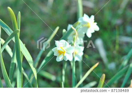 水仙花 水仙花 87138489
