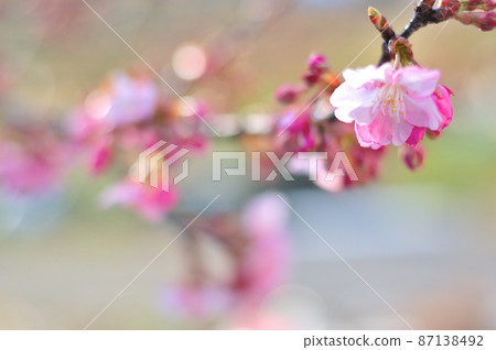 Flowers of Milky Way Flowers of Milky Way 87138492