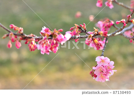 Flowers of Milky Way Flowers of Milky Way 87138493