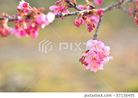 Flowers of Milky Way Flowers of Milky Way 87138495