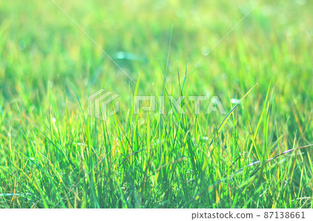 早春雜草的光芒 87138661