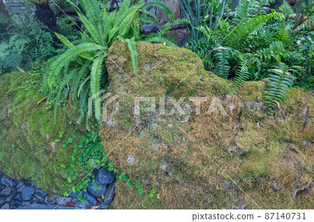 Many Moss and Fern on the rock. Many Moss and Fern on the rock. 87140731