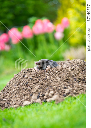 European mole (Talpa europaea) destroying lawn with its mole hills and underground tunnels European mole (Talpa europaea) destroying lawn with its mole hills and underground tunnels 87140757