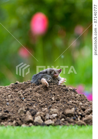 Mole, Talpa europaea, making mole hill and damaging beautiful lawn and flower garden. Mole, Talpa europaea, making mole hill and damaging beautiful lawn and flower garden. 87140777