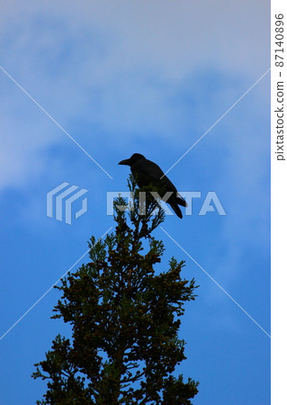 一隻烏鴉棲息在一棵高大的樹上 一隻烏鴉棲息在一棵高大的樹上 87140896