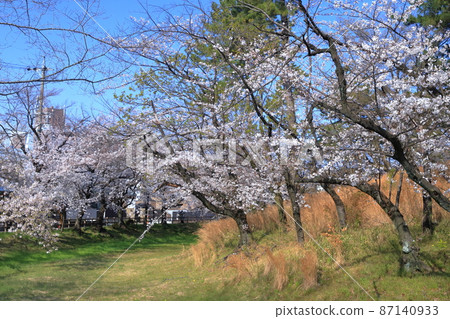 The largest circular burial mound and cherry blossoms in the Tokai region (Hachimanyama burial mound, in Tsurumai Park, Nagoya City, Aichi Prefecture) 87140933