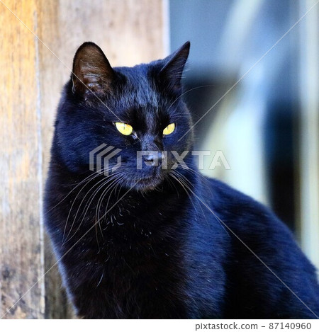 black cat black cat 87140960