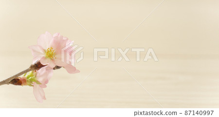 櫻花特寫和復制空間 櫻花特寫和復制空間 87140997