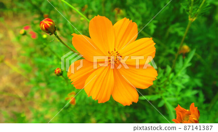 Landscape with Kibana cosmos 87141387