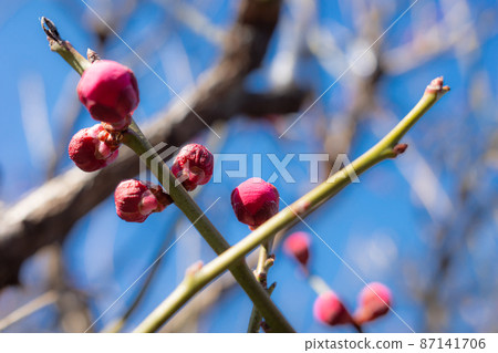 Red plum buds swelling under the blue sky 87141706