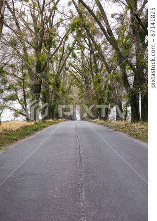 An asphalt-marked road running away into distance among dense trees. An asphalt-marked road running away into distance among dense trees. 87141825