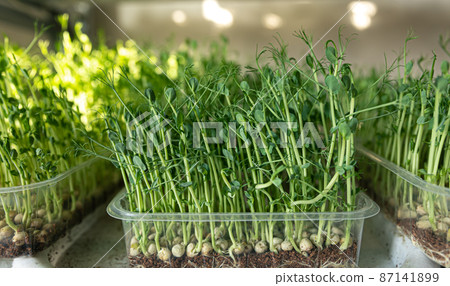 Green pods of sprouted peas on a light background. Superfood. 87141899