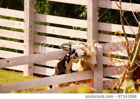 Two goats appearing through the gaps in the fence 87141986