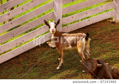 A goat staring at here 87141989