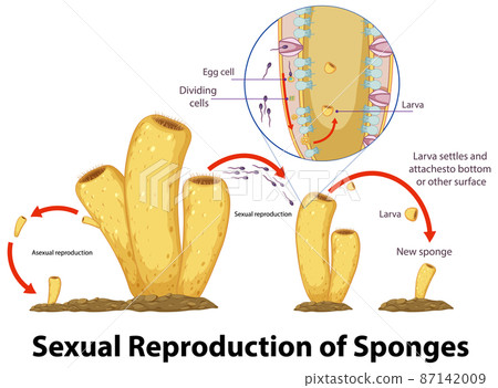 Diagram showing reproduction in sponges Diagram showing reproduction in sponges 87142009