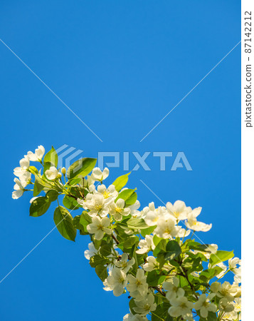 Apple tree branches with white flowers on a background of blue clear sky. 87142212