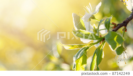 Abstract spring background with branch of flowering cherry. White flowers background 87142249