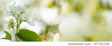 Beautiful white irga flowers on blurred light background. Spring floral background with copy space. Beautiful white irga flowers on blurred light background. Spring floral background with copy space. 87142250