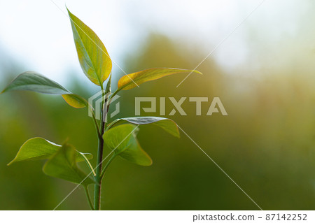 Blurred spring nature background with green tree leaves 87142252