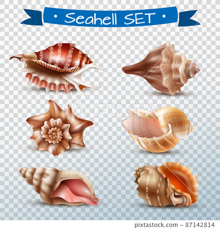 Seashell Transparent Set Seashell Transparent Set 87142814