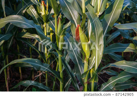 The agricultural land of a green corn farm with a perfect sky. 87142905