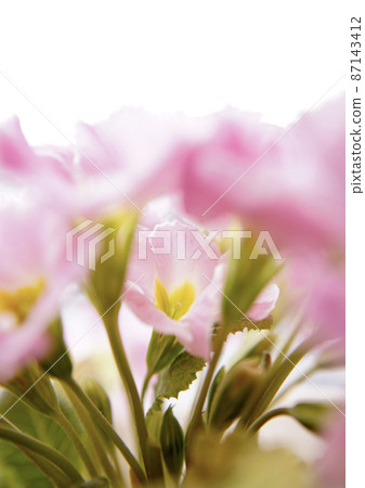 可愛的粉紅色花朵 Primula Julian 毛茸茸的烏龜 可愛的粉紅色花朵 Primula Julian 毛茸茸的烏龜 87143412
