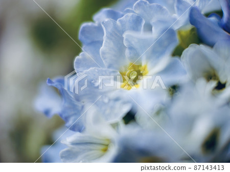 美麗的淺藍色清新花朵 Primula Julian 蓬鬆溫柔 美麗的淺藍色清新花朵 Primula Julian 蓬鬆溫柔 87143413