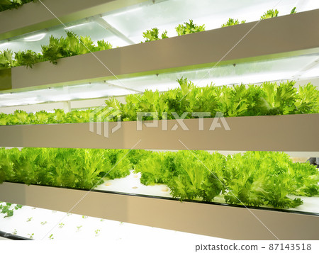 Cultivation of frilled lettuce at a vegetable factory 87143518