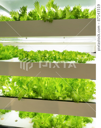 Cultivation of frilled lettuce at a vegetable factory 87143519