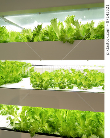 Cultivation of frilled lettuce at a vegetable factory Cultivation of frilled lettuce at a vegetable factory 87143521