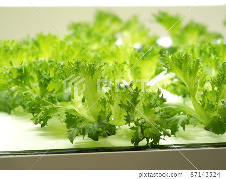 在蔬菜廠種植褶邊萵苣 87143524
