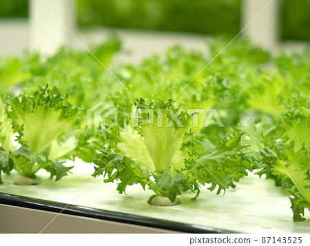 在蔬菜廠種植褶邊萵苣 87143525